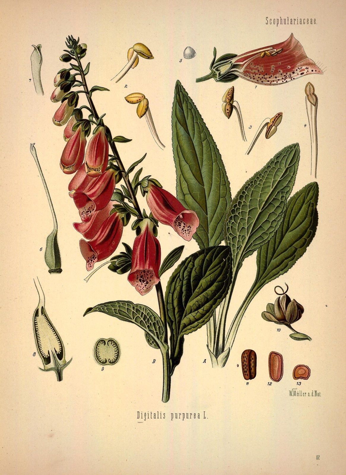 Foxglove — Photographs 11