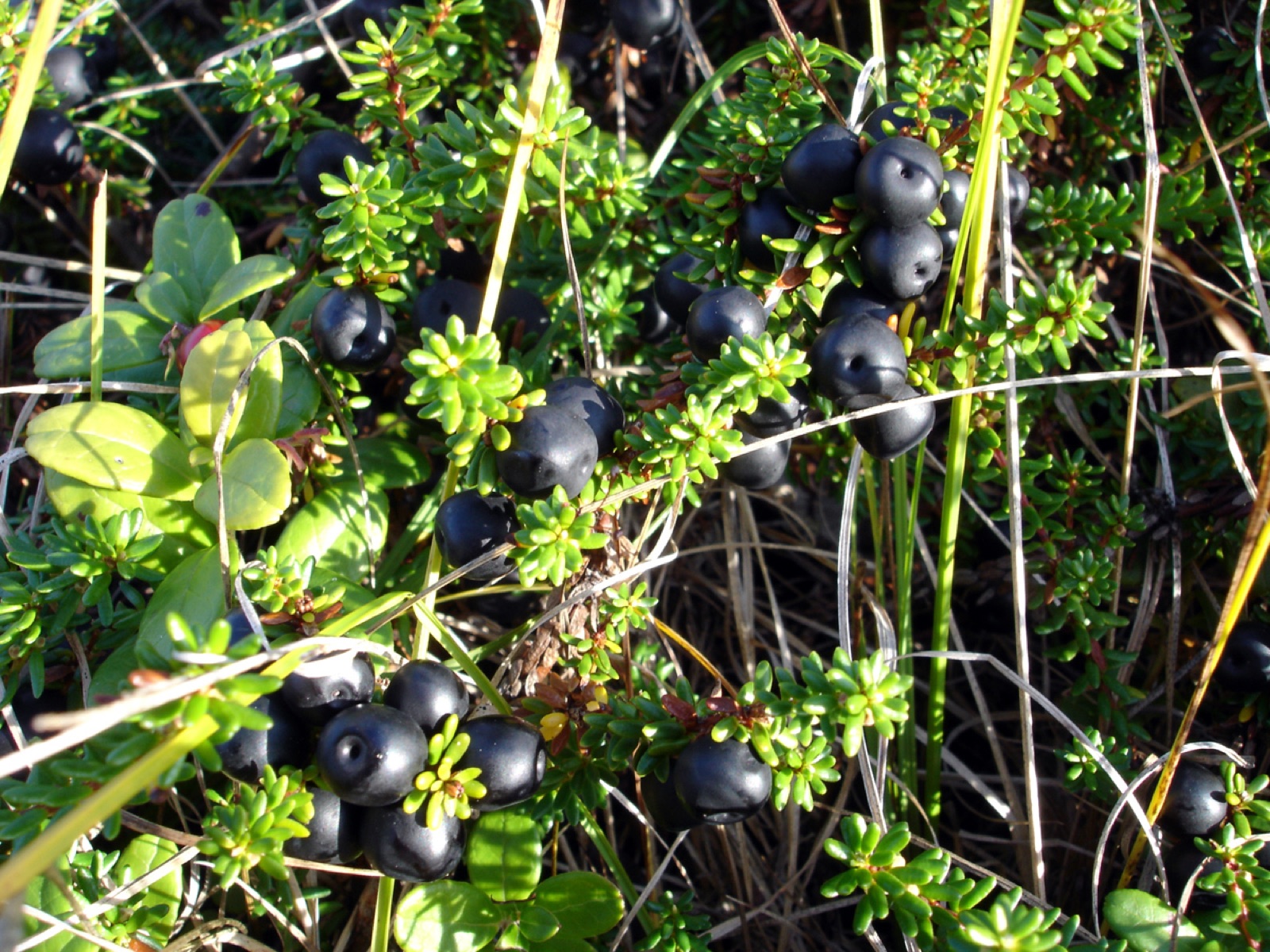 Schwarze Krähenbeere — Fotos 5