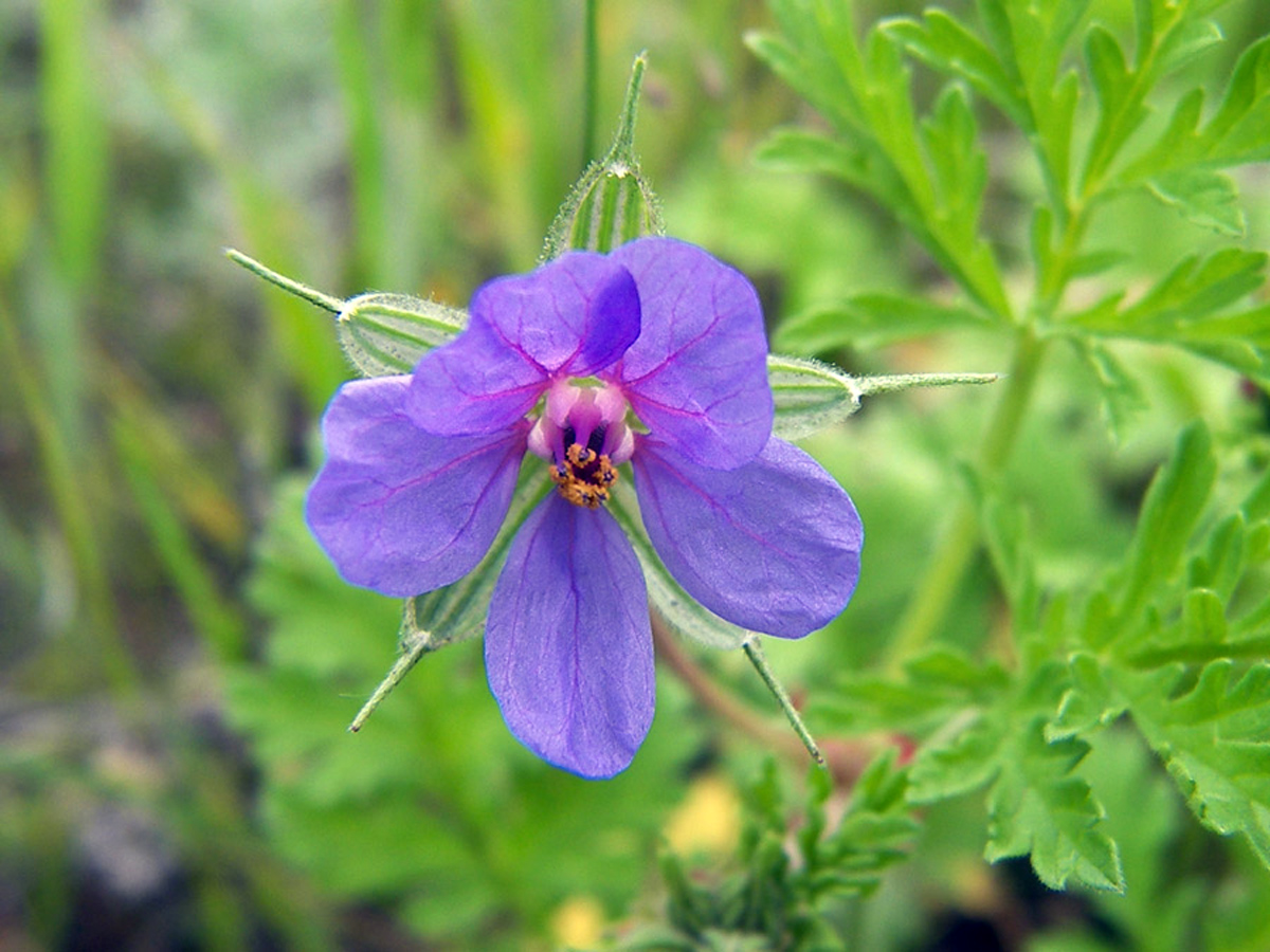 Common stork's bill — Photographs 1