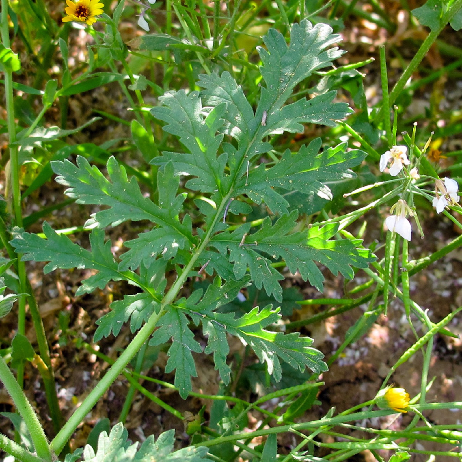 Common stork's bill — Photographs 2