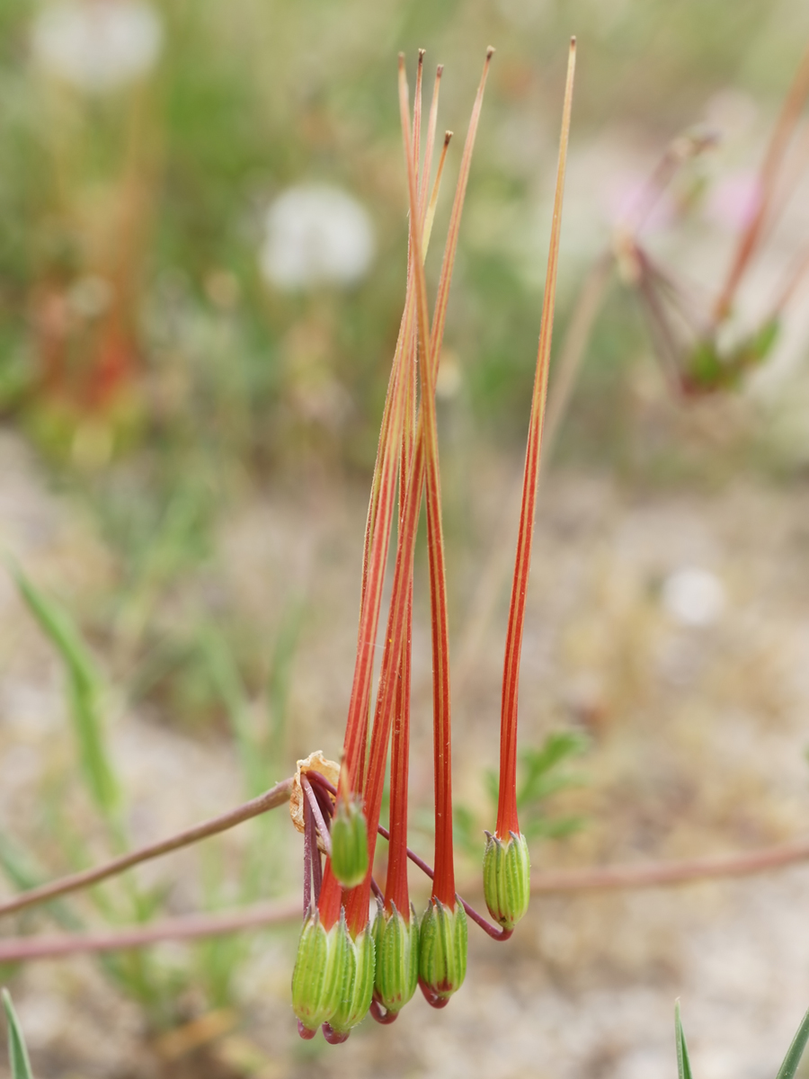 Common stork's bill — Photographs 3