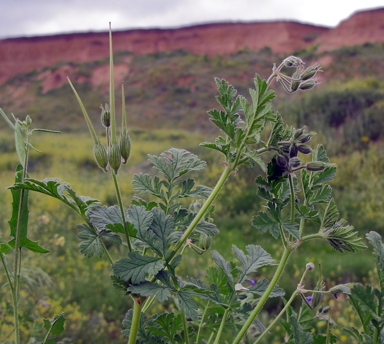 Common stork's bill — Photographs 5