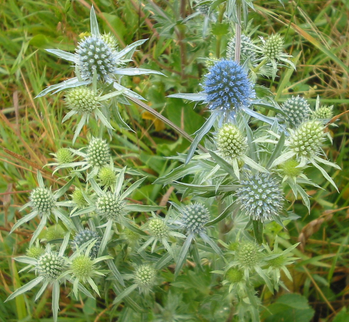 Flachblatt-Mannstreu — Fotos 1