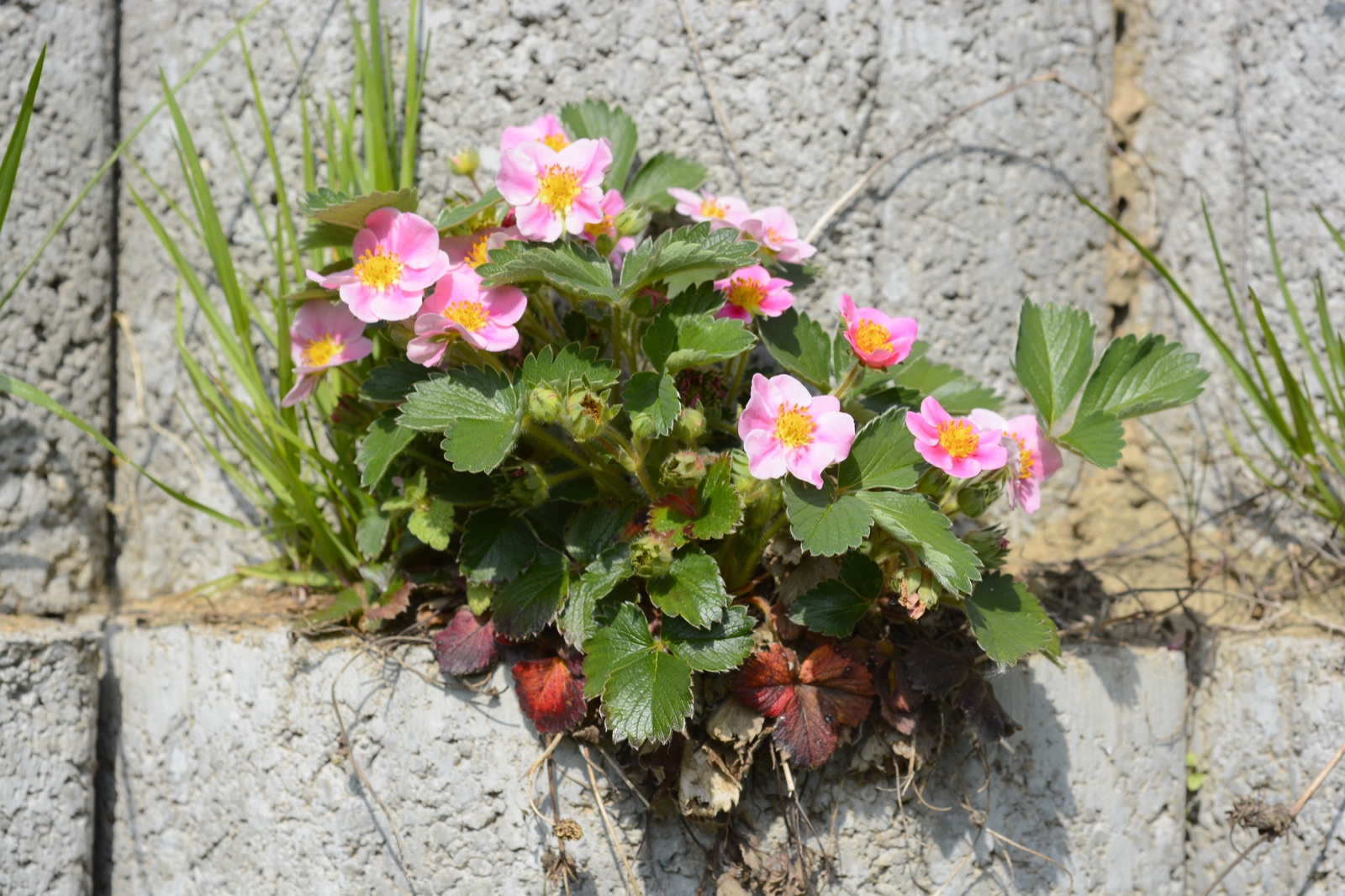 Strawberry — Photographs 1