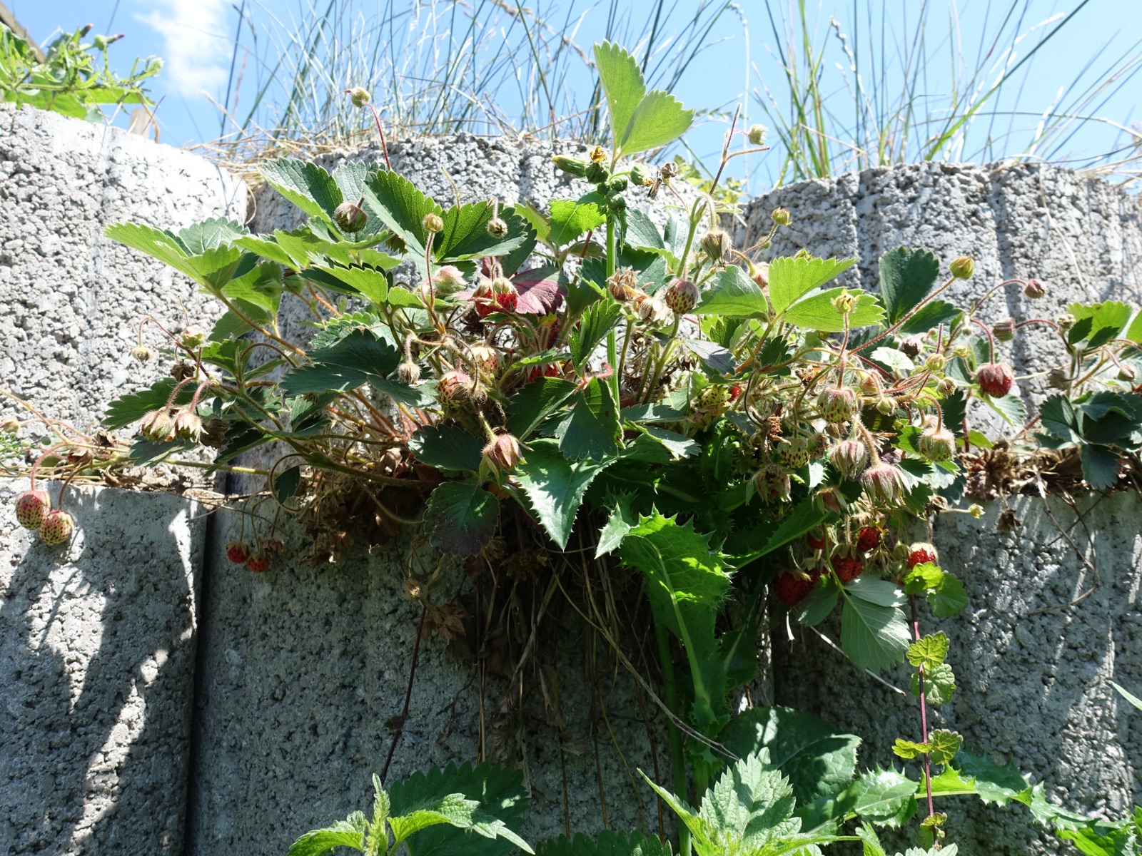 Strawberry — Photographs 3