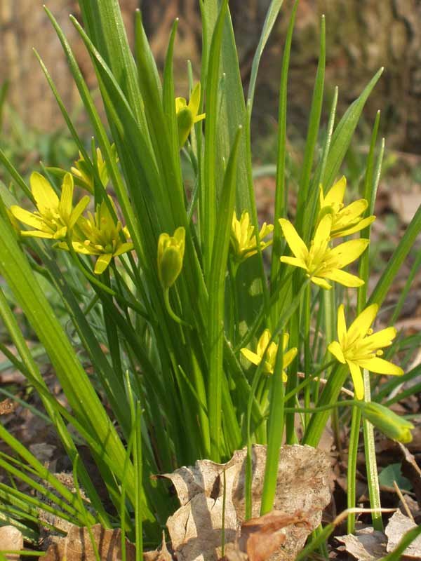 Yellow star-of-Bethlehem — Photographs 1