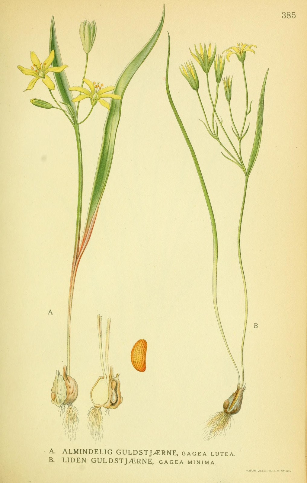 Yellow star-of-Bethlehem — Photographs 2