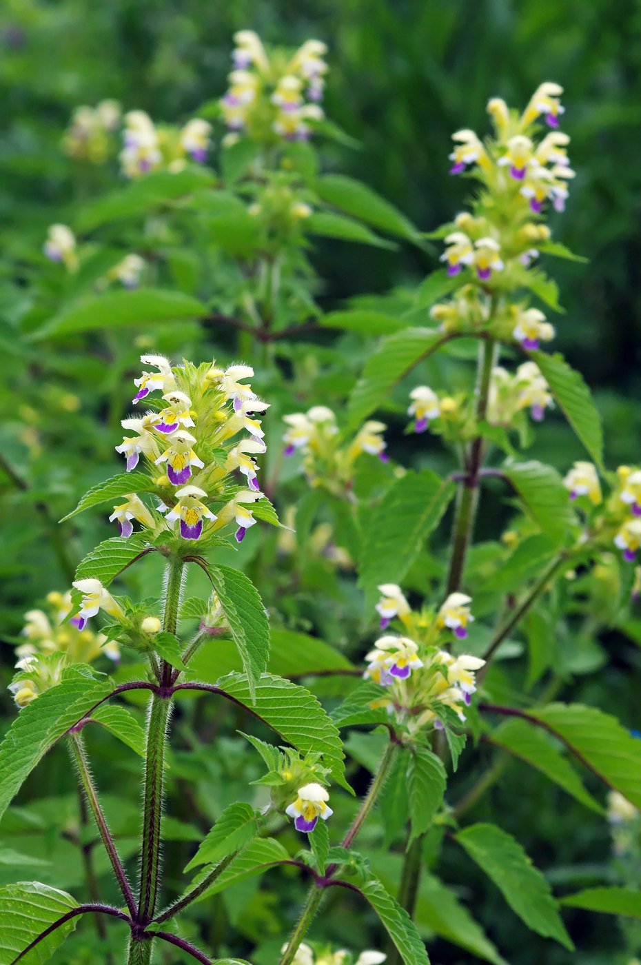 Edmonton hempnettle — Photographs 1