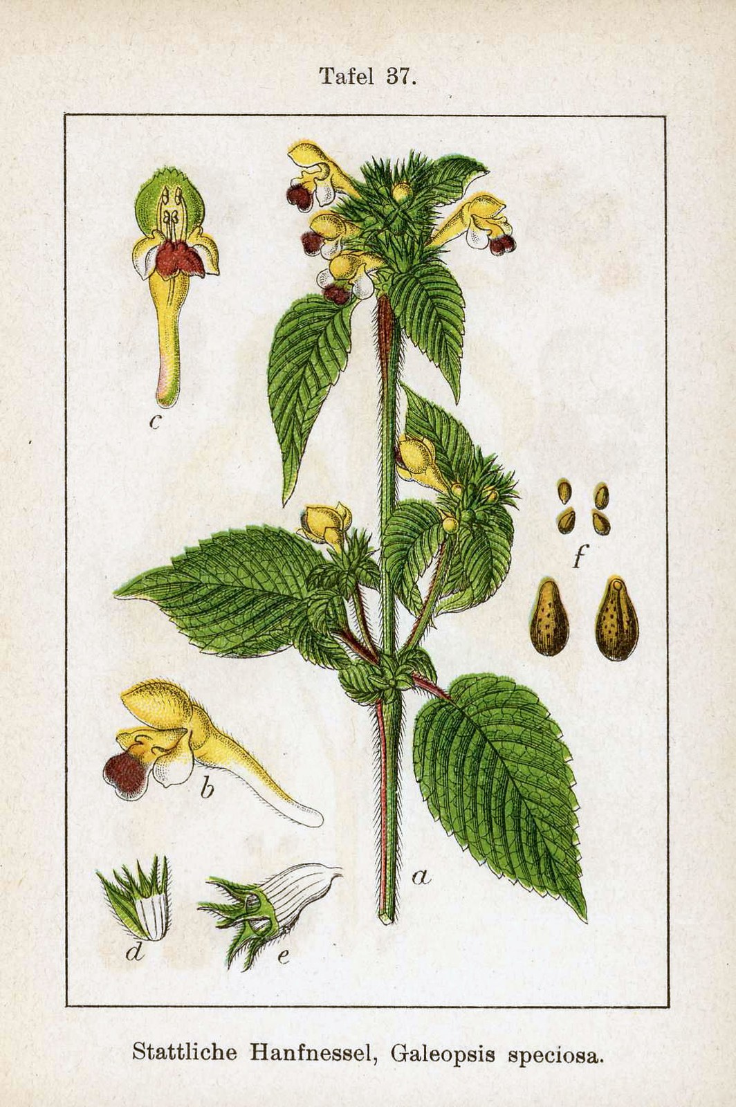 Edmonton hempnettle — Photographs 2