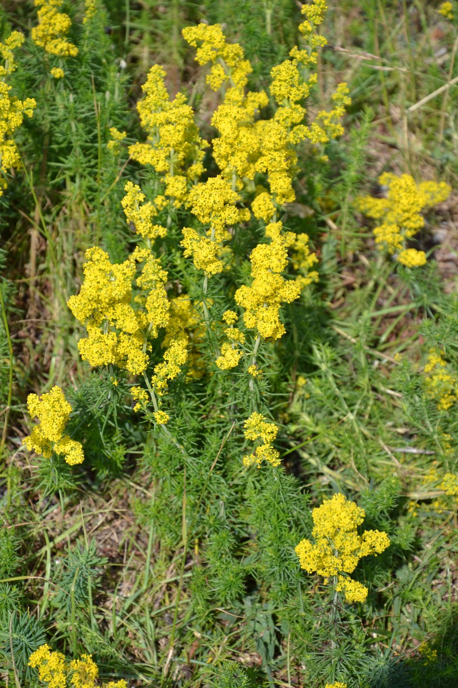 Lady's Bedstraw — Photographs 1