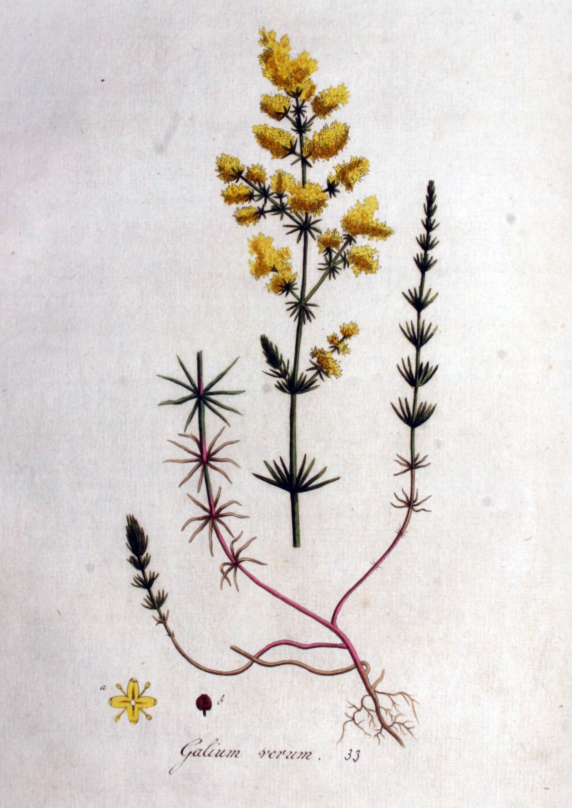 Lady's Bedstraw — Photographs 2