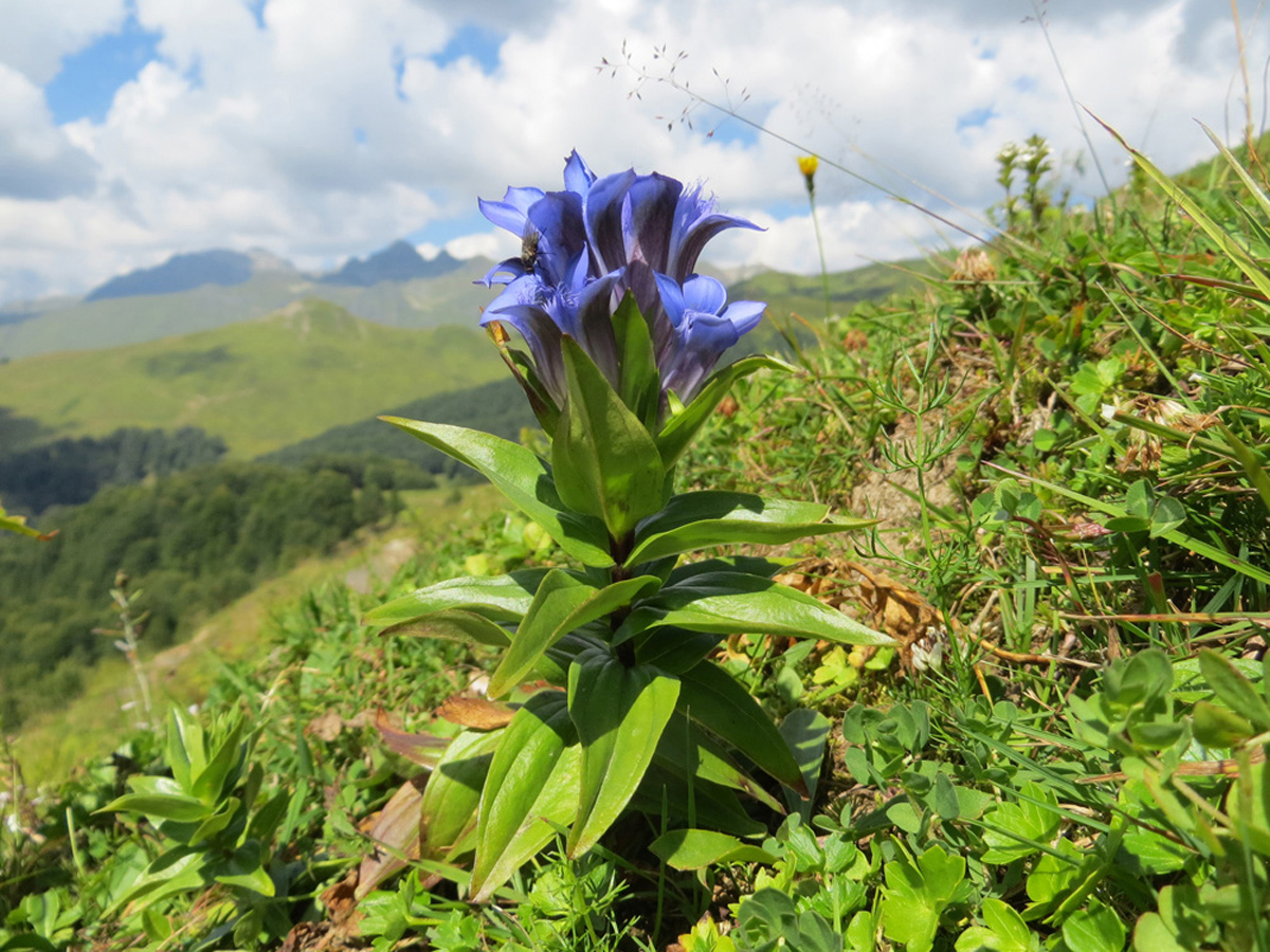 Crested gentian — Photographs 1