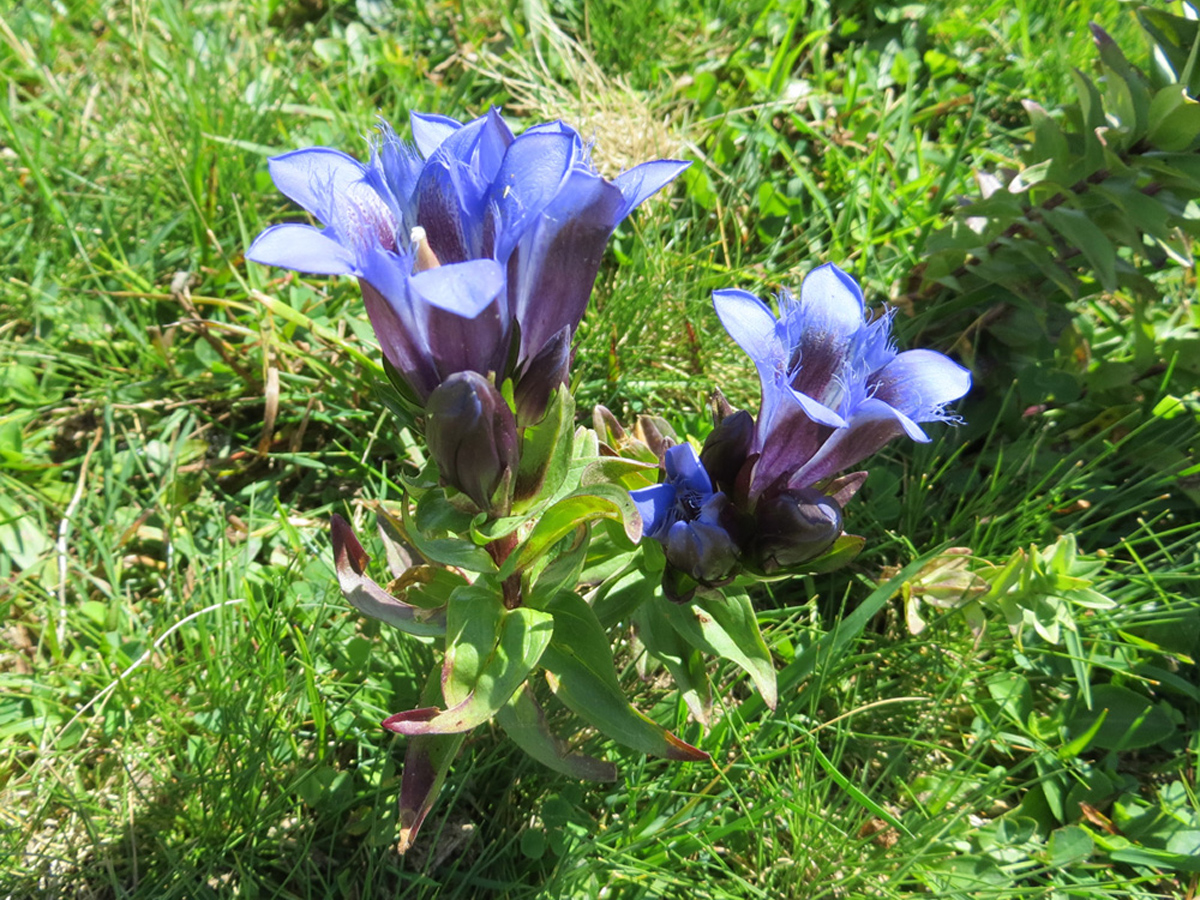 Crested gentian — Photographs 2