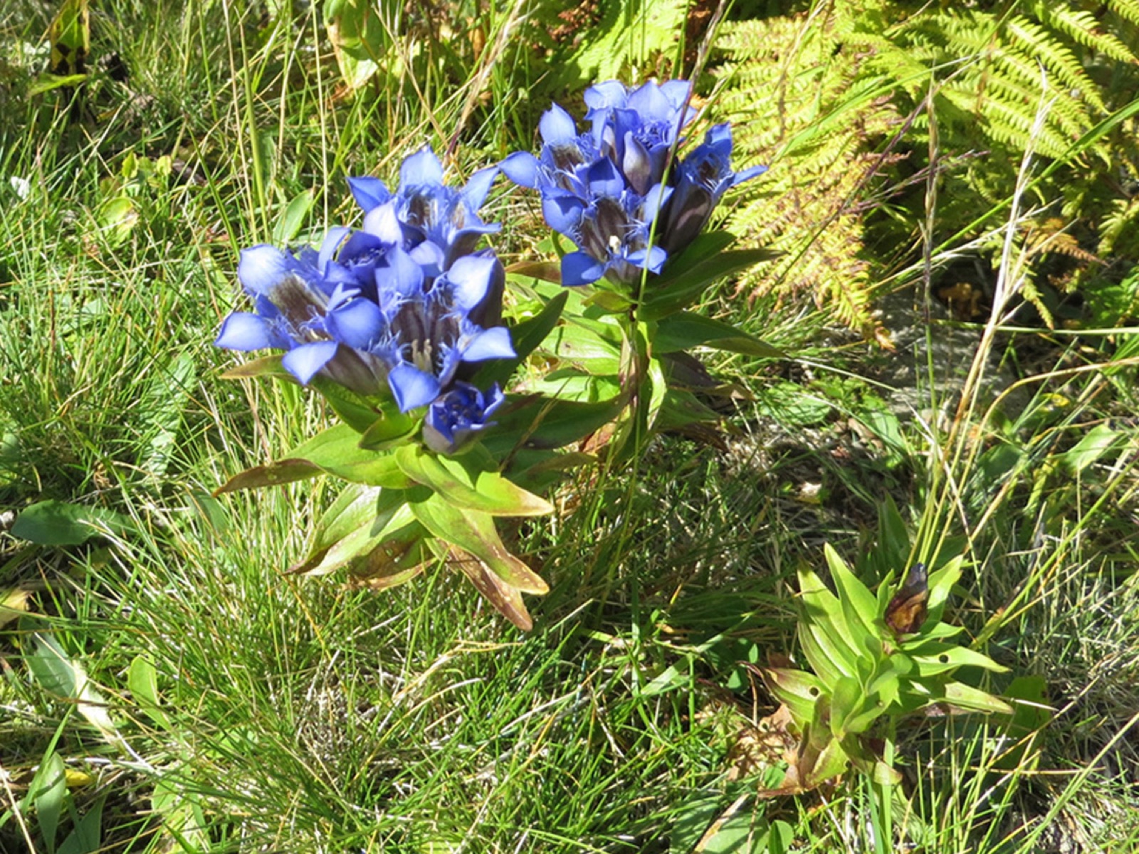 Crested gentian — Photographs 3