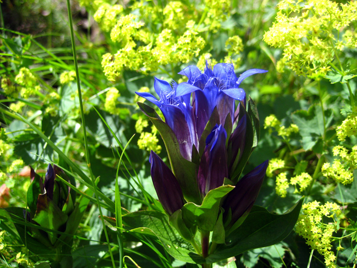 Crested gentian — Photographs 4