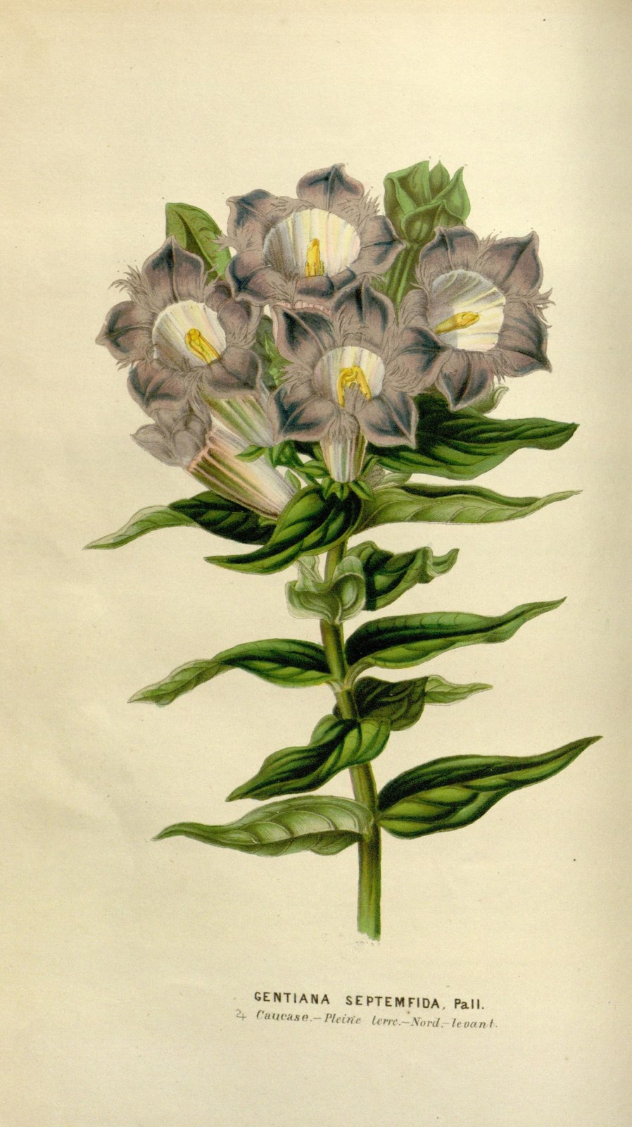 Crested gentian — Photographs 5