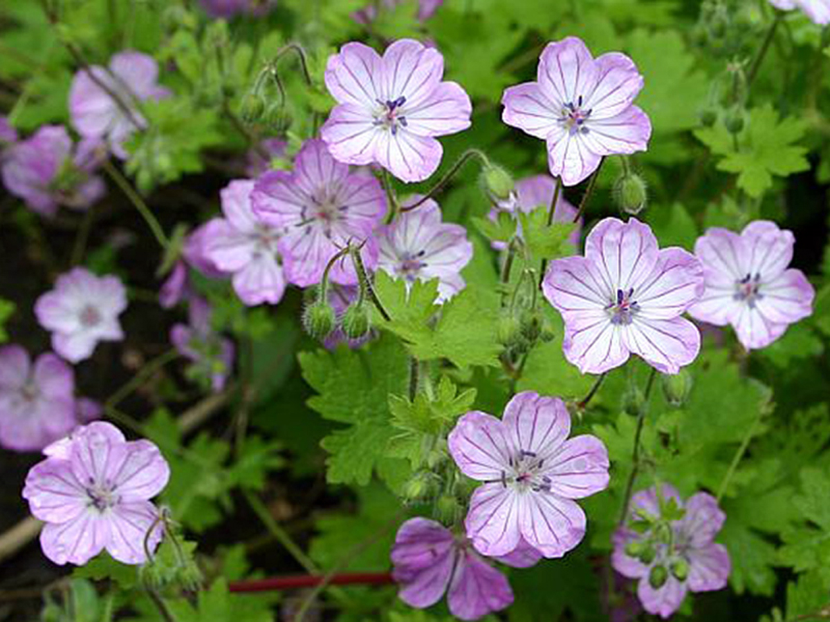 Crested cranesbill — Photographs 1