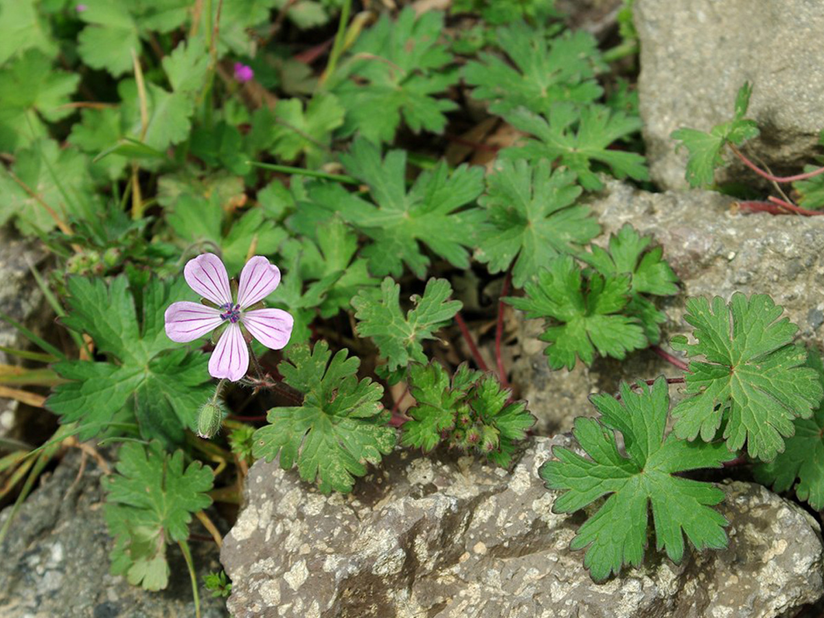 Crested cranesbill — Photographs 2