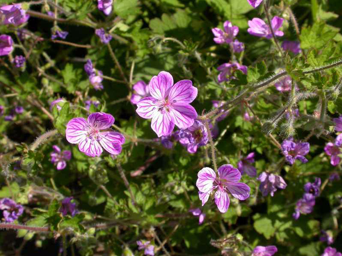 Crested cranesbill — Photographs 3