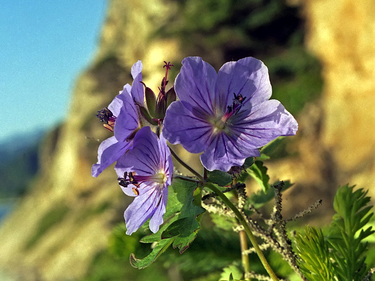 Woolly geranium — Photographs 1