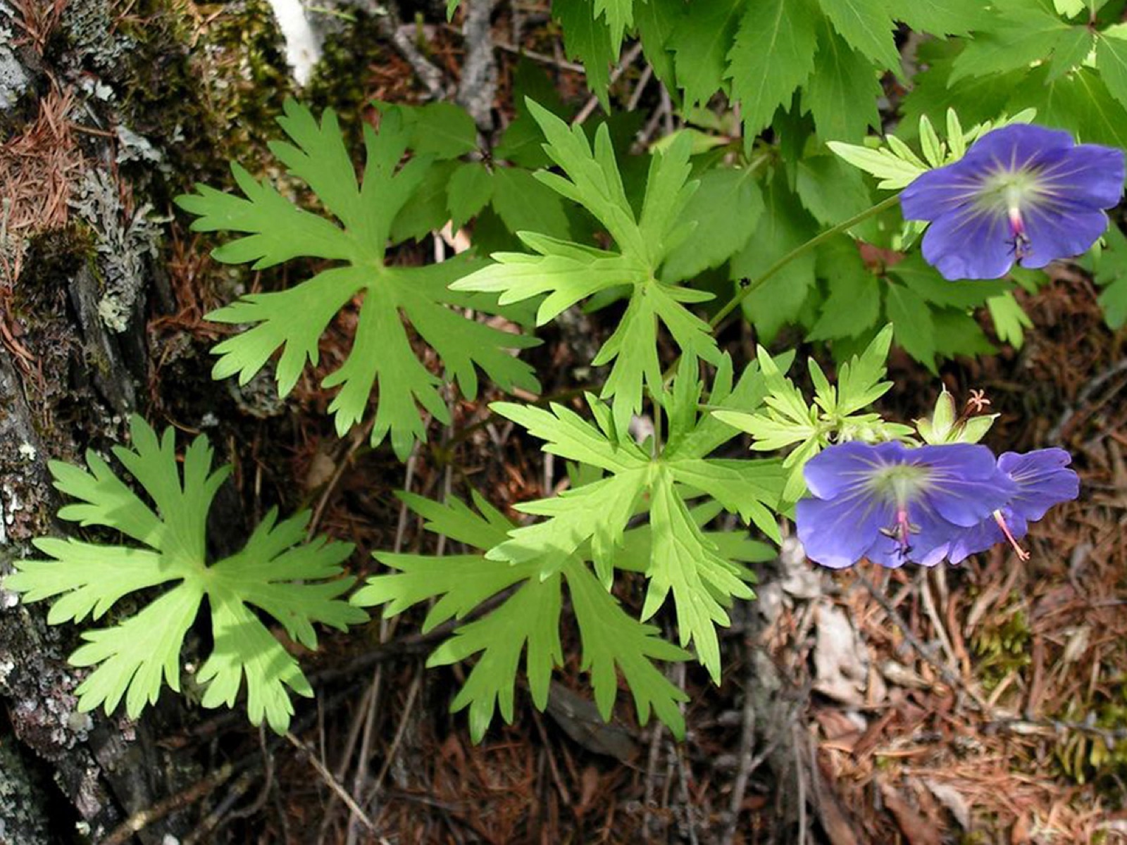 Woolly geranium — Photographs 2