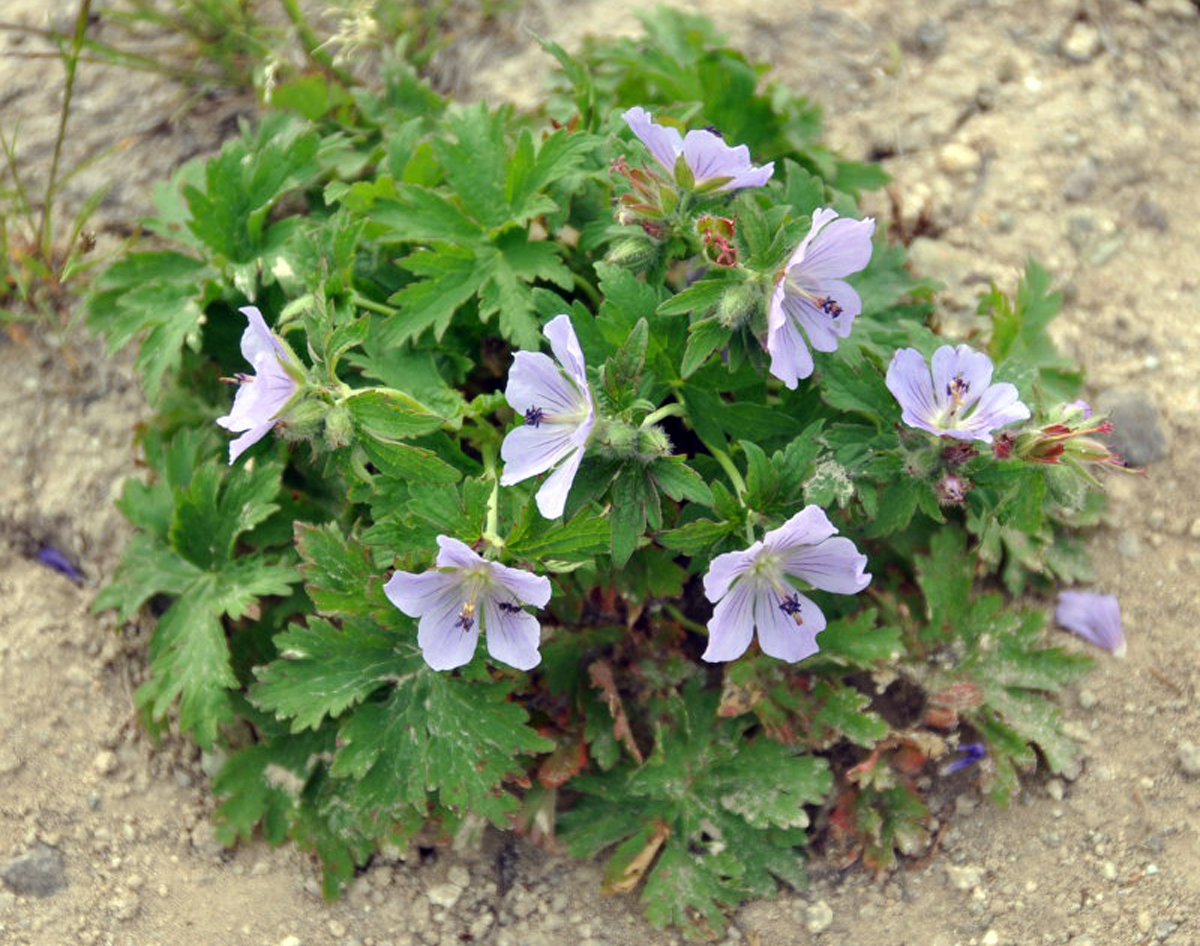 Woolly geranium — Photographs 5