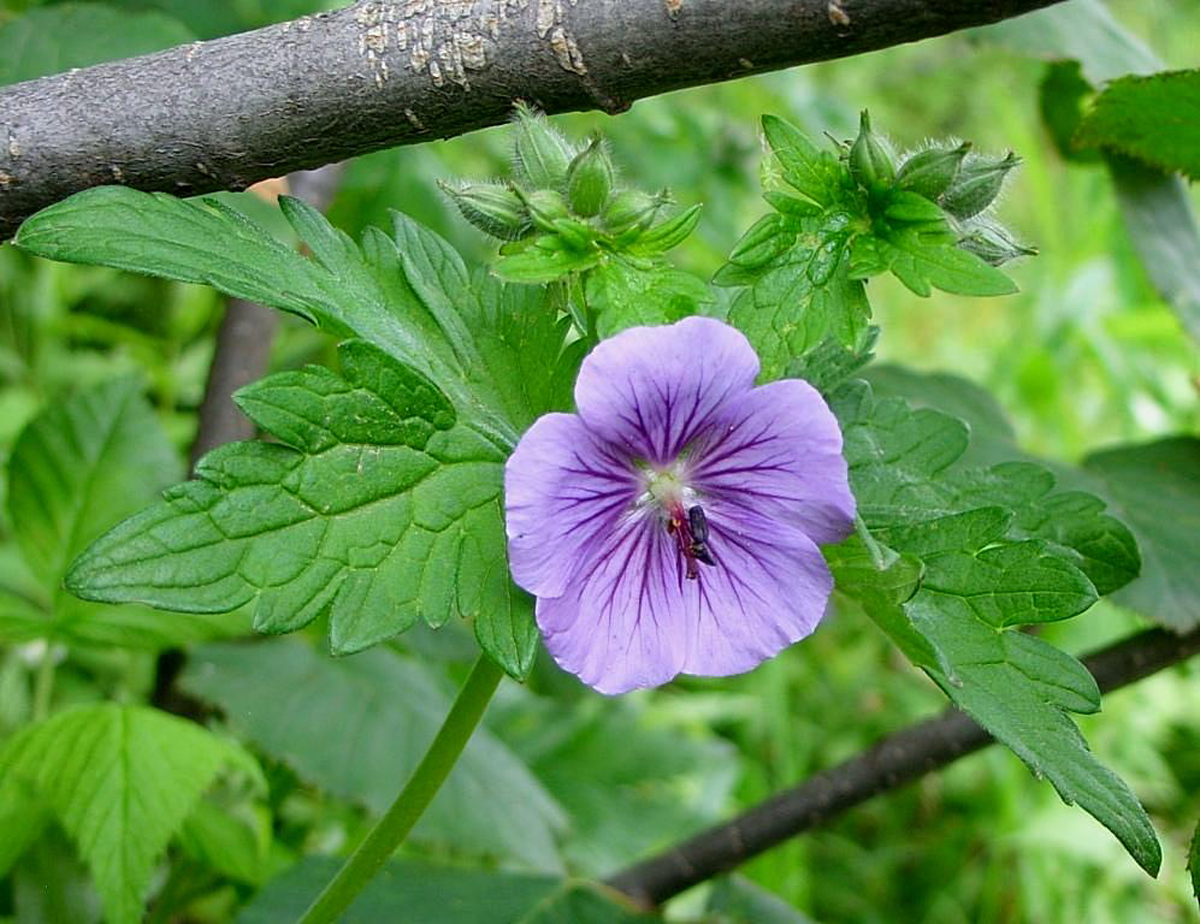 Woolly geranium — Photographs 4