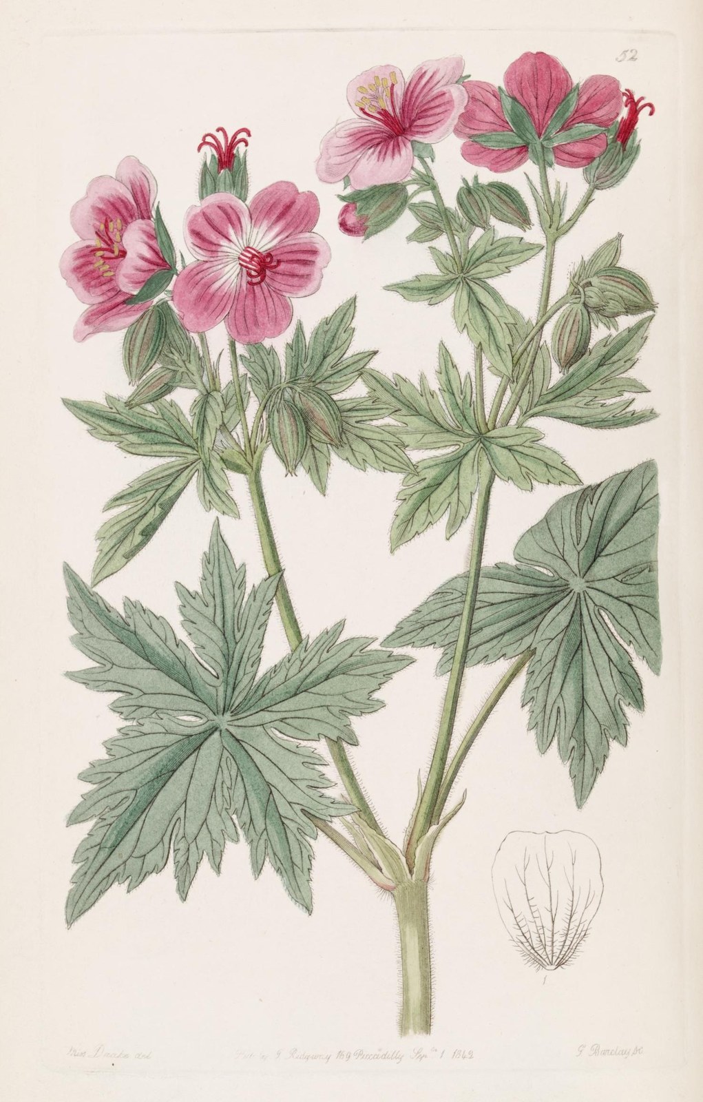Woolly geranium — Photographs 6