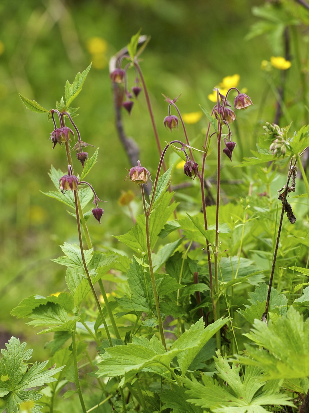 Water avens — Photographs 1