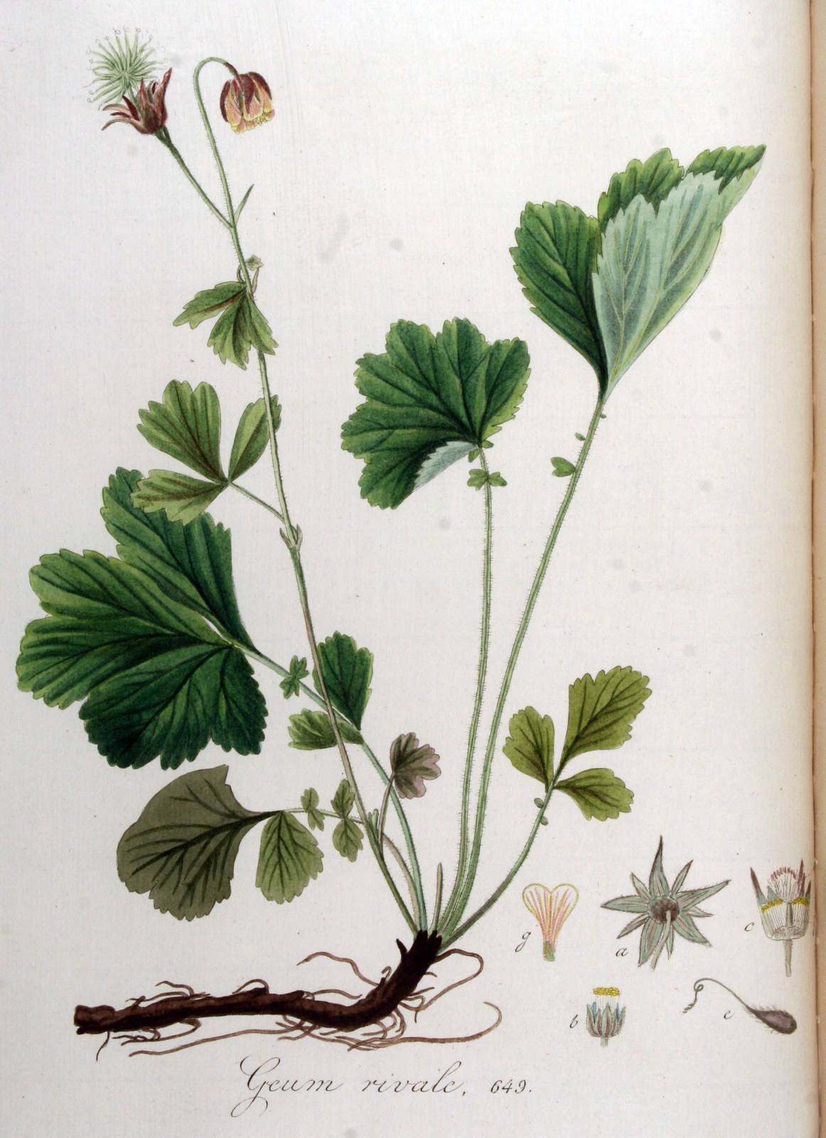 Water avens — Photographs 2