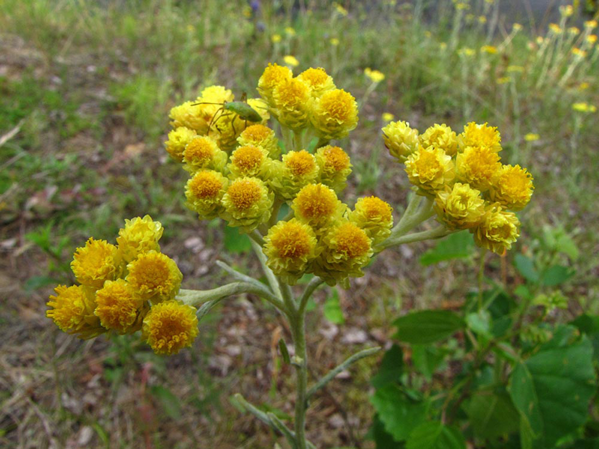 Strawflower — Photographs 1