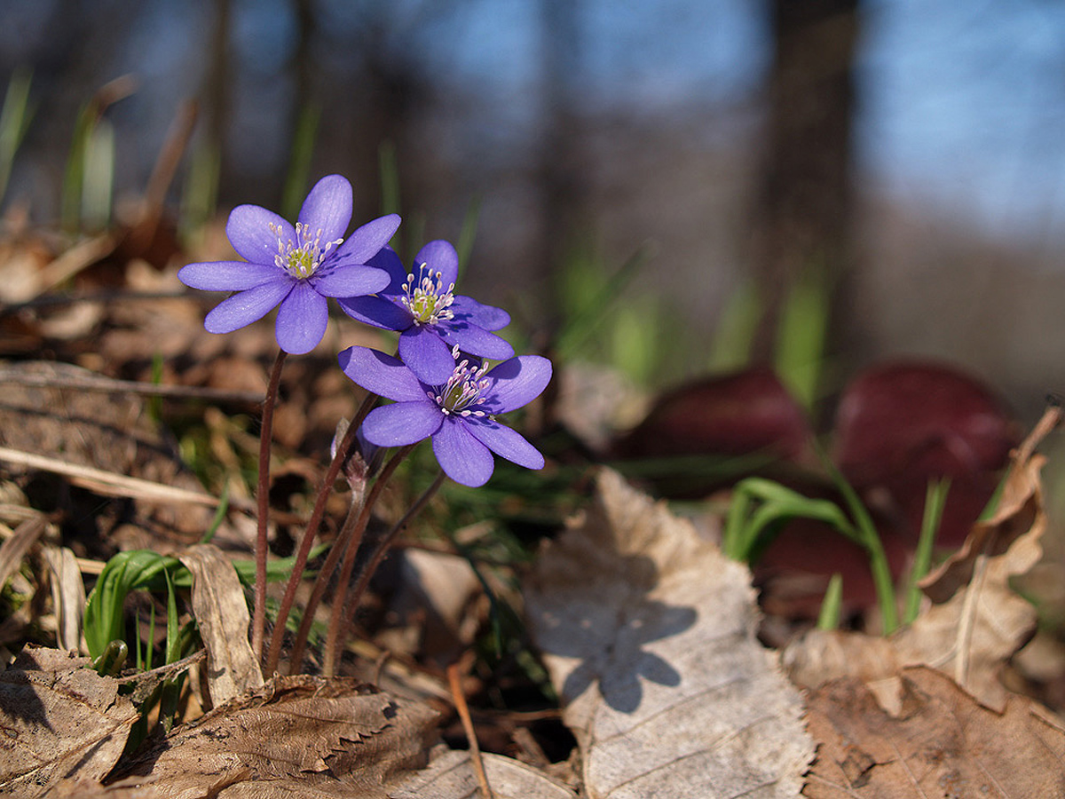 Anemone hepatica — Photographs 1