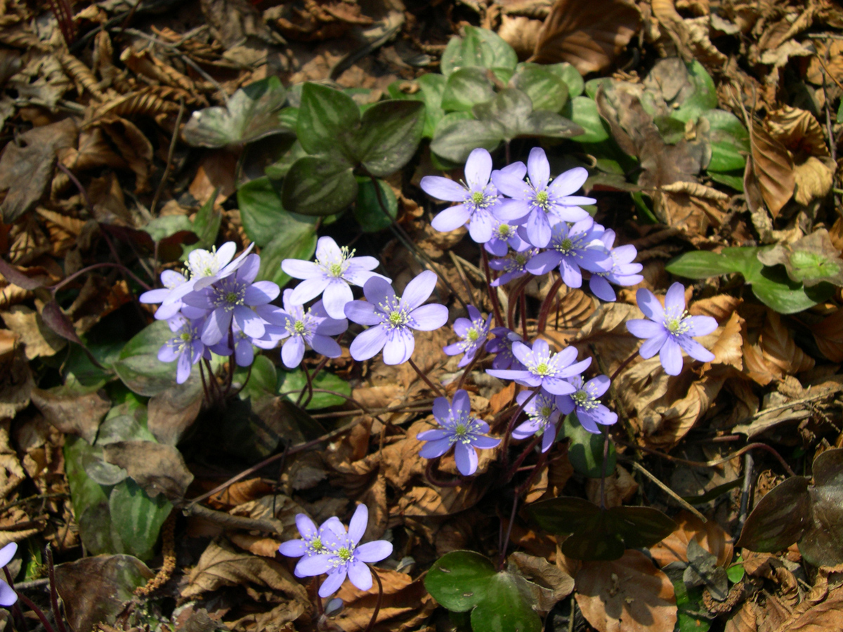Anemone hepatica — Photographs 2