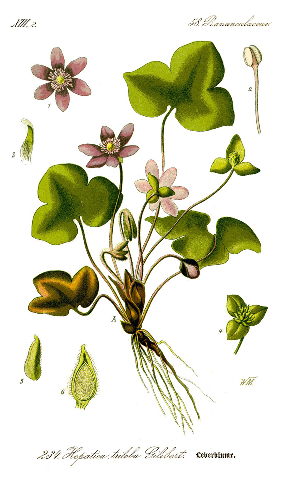 Anemone hepatica — Photographs 3