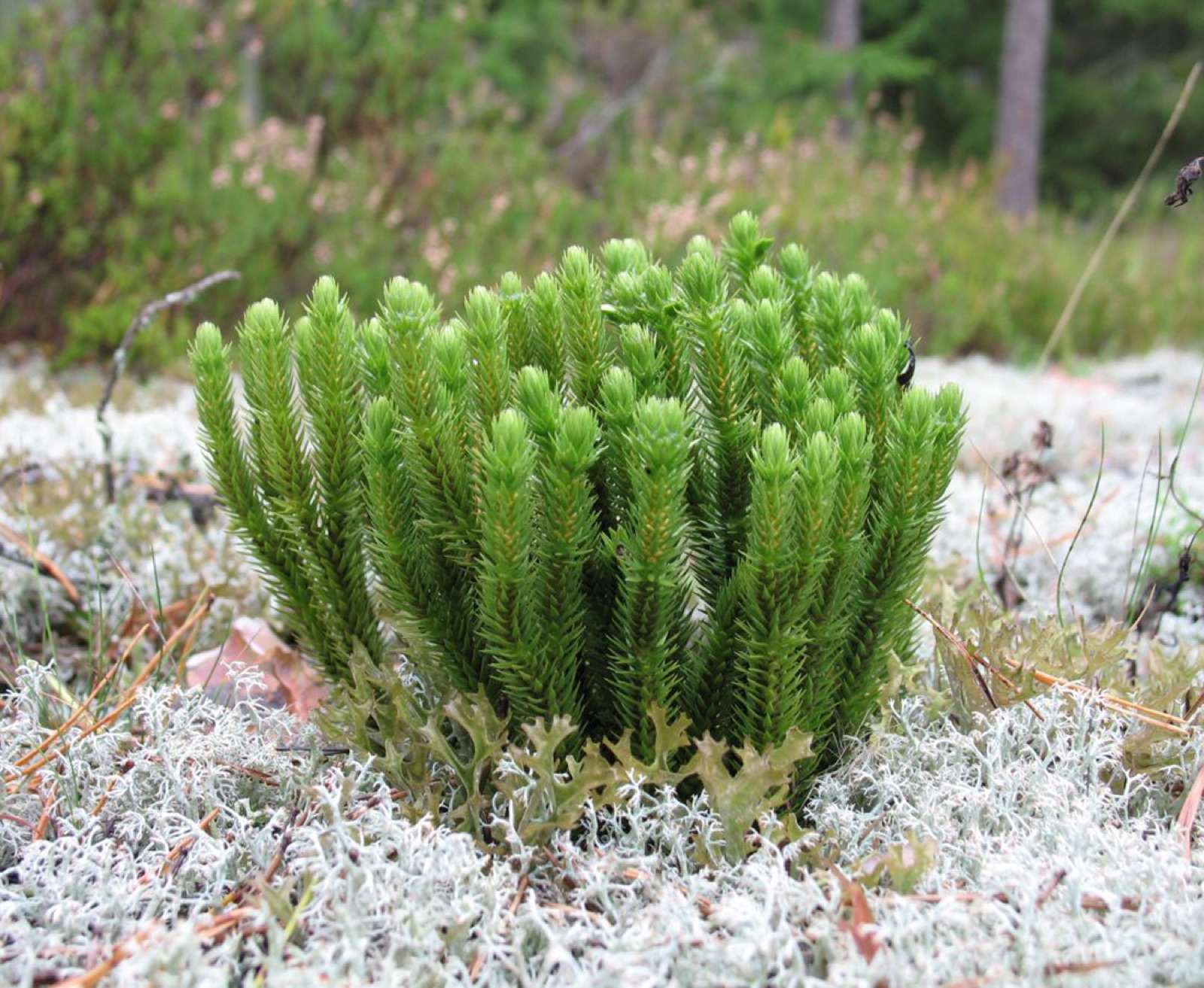 Tannenbärlapp — Fotos 1