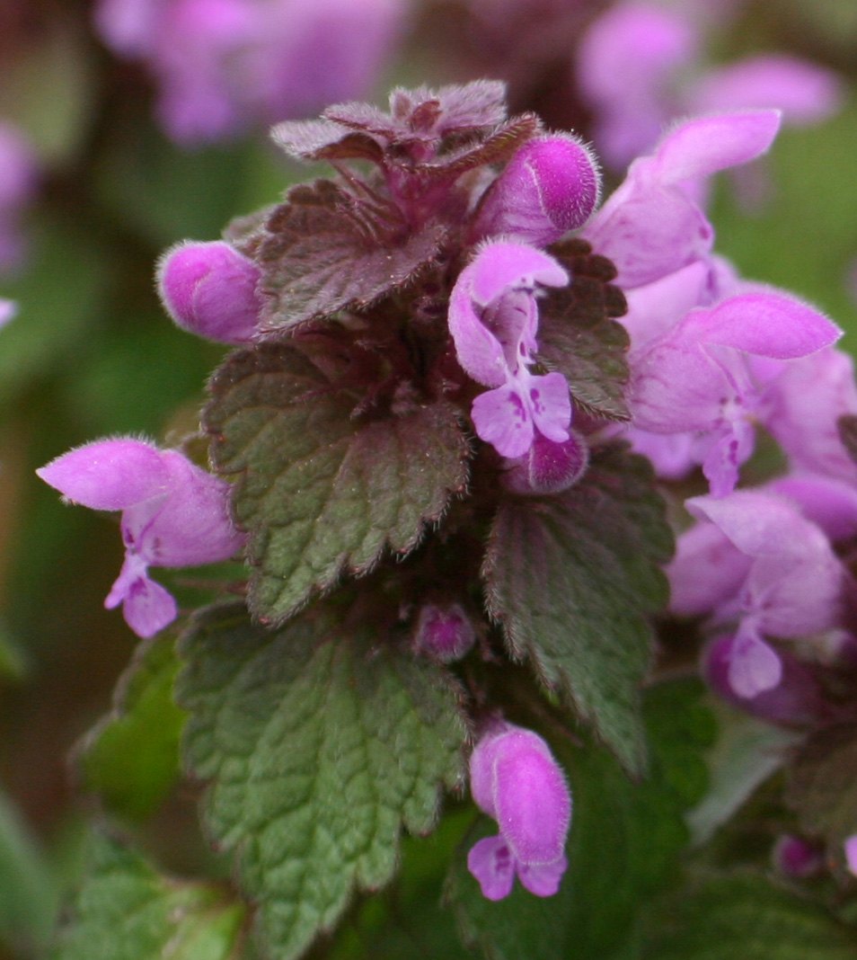 Purpurrote Taubnessel — Fotos 1