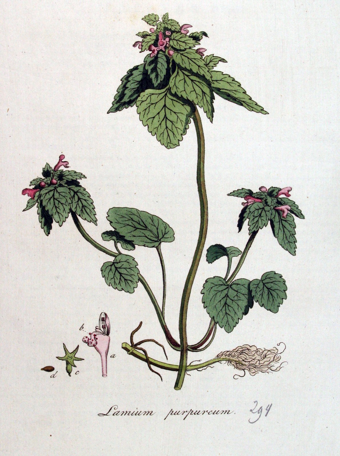 Purpurrote Taubnessel — Fotos 2