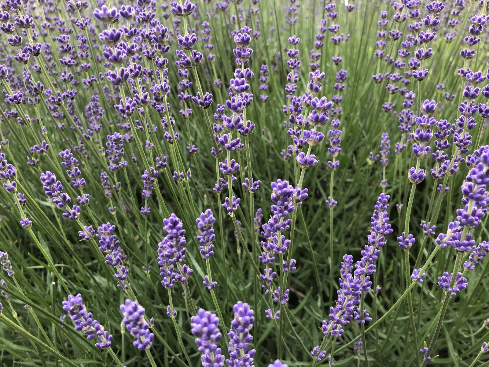 Echter Lavendel — Fotos 1