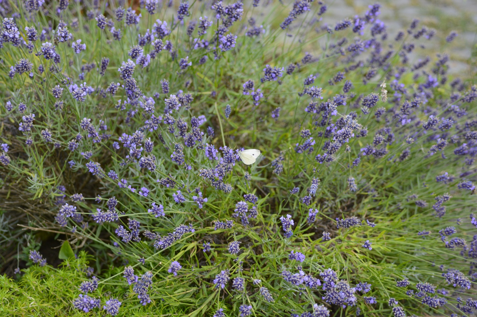 Echter Lavendel — Fotos 2