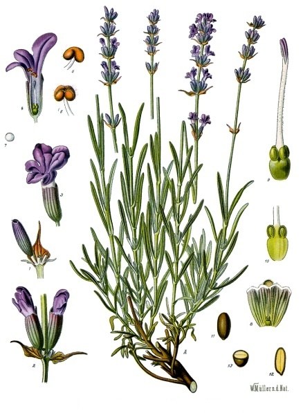 Echter Lavendel — Fotos 3