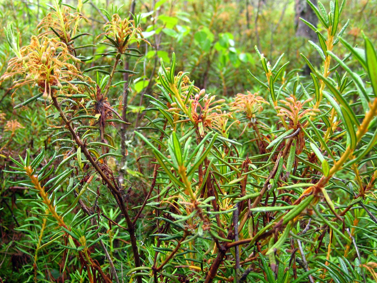 Northern Labrador tea — Photographs 1