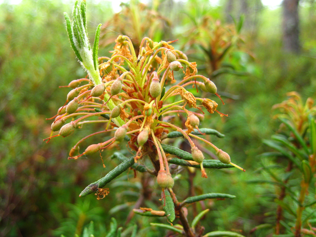 Northern Labrador tea — Photographs 2