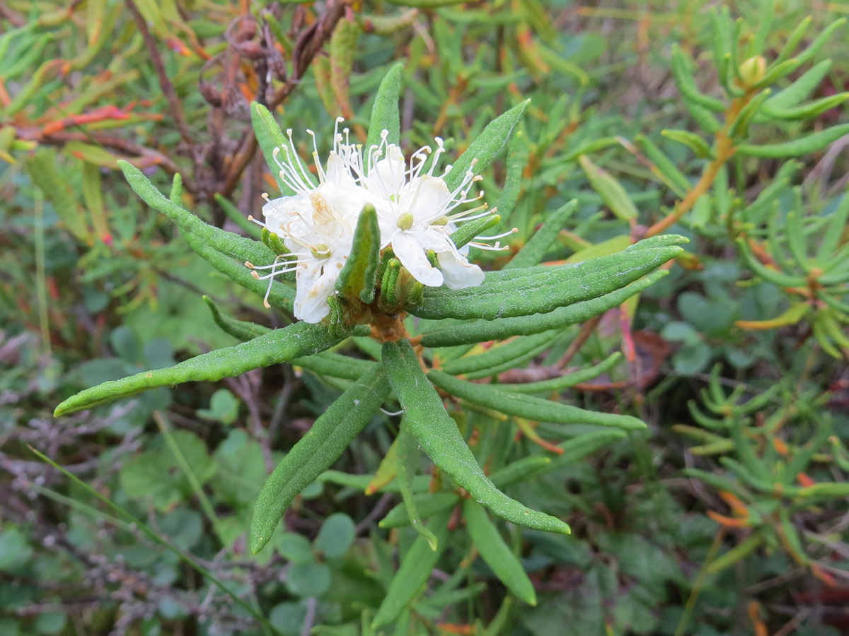 Northern Labrador tea — Photographs 4
