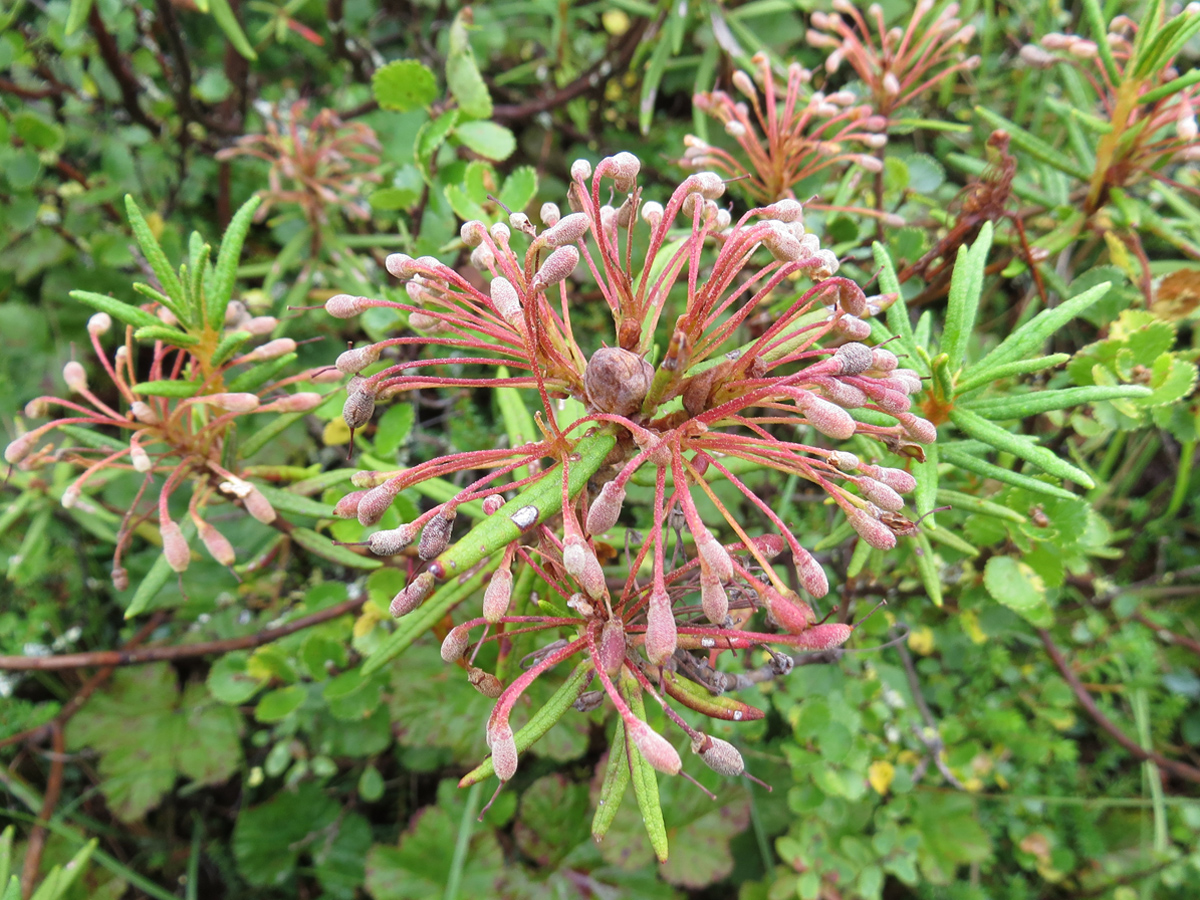Northern Labrador tea — Photographs 3