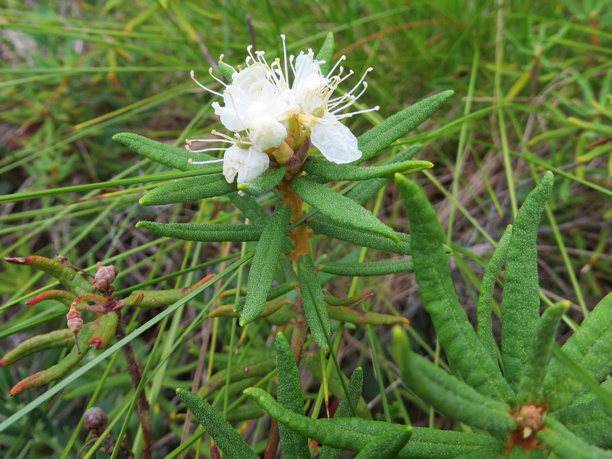 Northern Labrador tea — Photographs 5