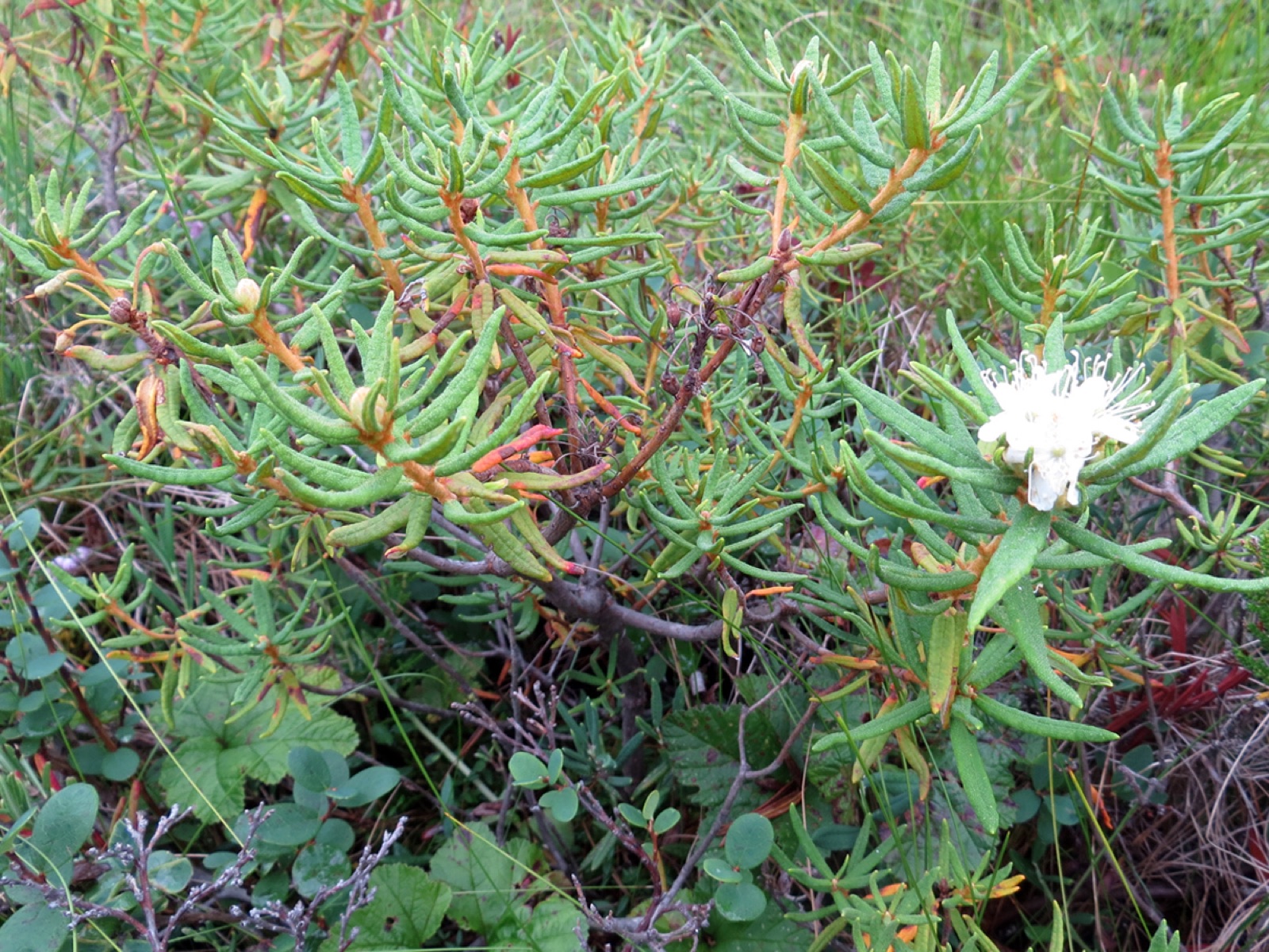 Northern Labrador tea — Photographs 6