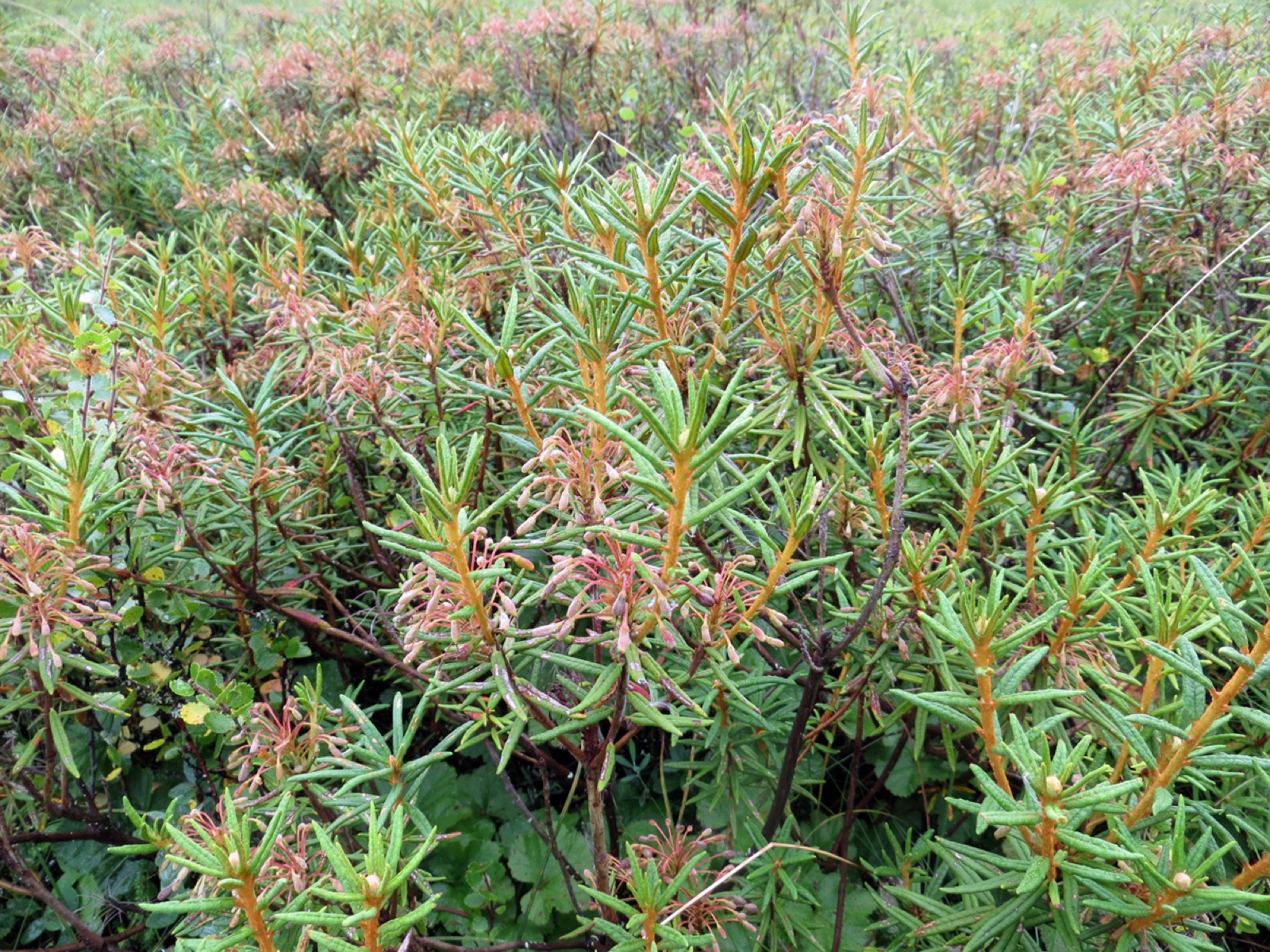 Northern Labrador tea — Photographs 7