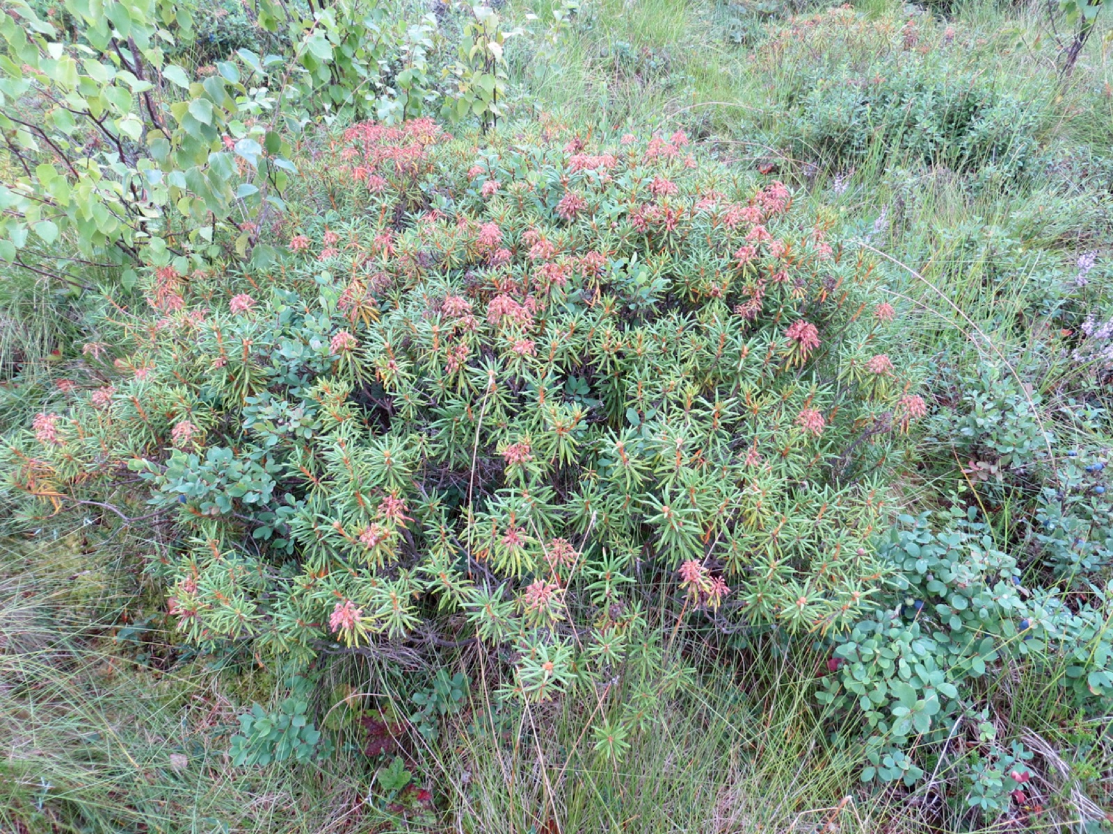 Northern Labrador tea — Photographs 8