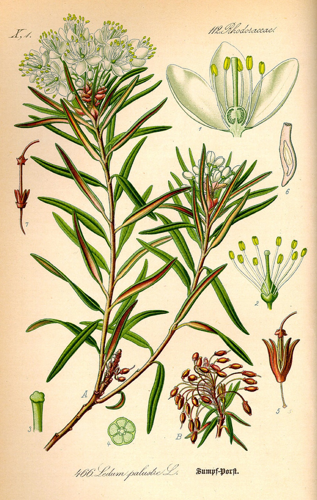 Northern Labrador tea — Photographs 9