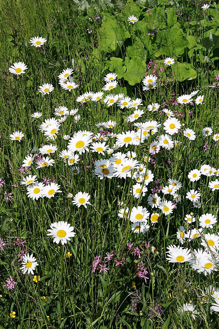 Magerwiesen-Margerite — Fotos 1
